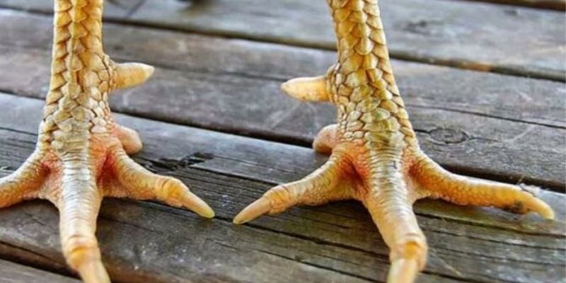 Cách phân loại và chăm sóc gà có vảy chọi độc