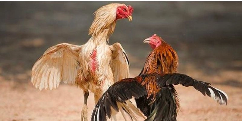 Khái niệm và nguồn gốc của thế gà đá xạ